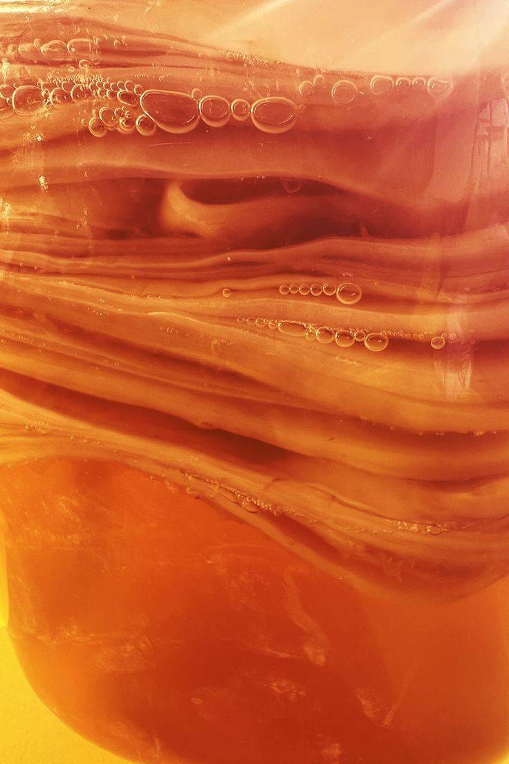 SCOBY — sinh vật sống trong xưởng